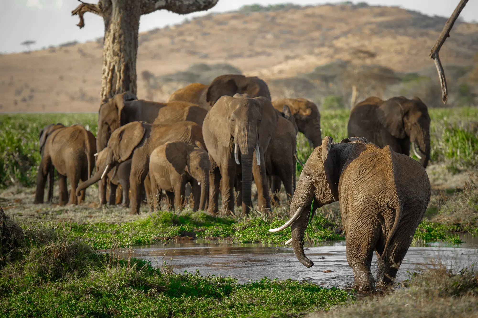 Lewa Wildlife Conservancy