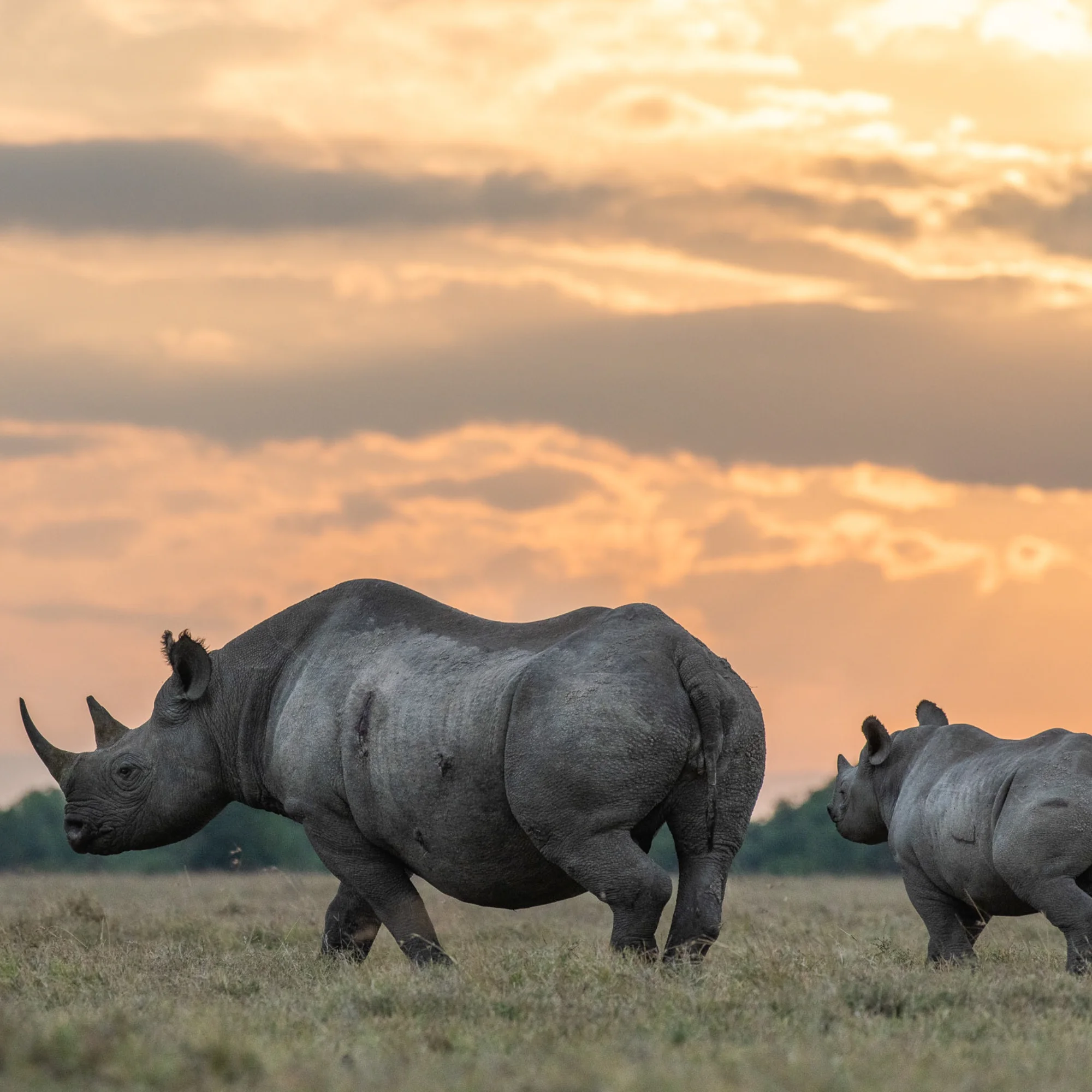 Ol Pejeta Conservancy